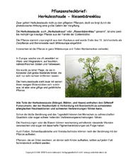 Steckbrief-Riesenbärenklau.pdf